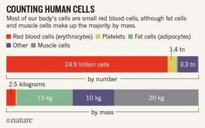 Scientists bust myth that our bodies have more bacteria than human cells