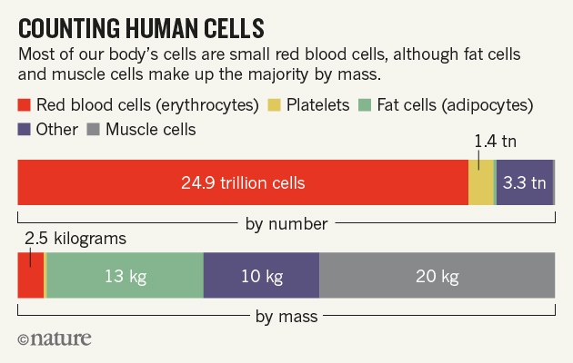 Scientists bust myth that our bodies have more bacteria than human cells