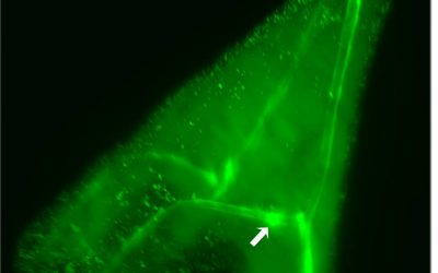 Making Spines from Sea Water