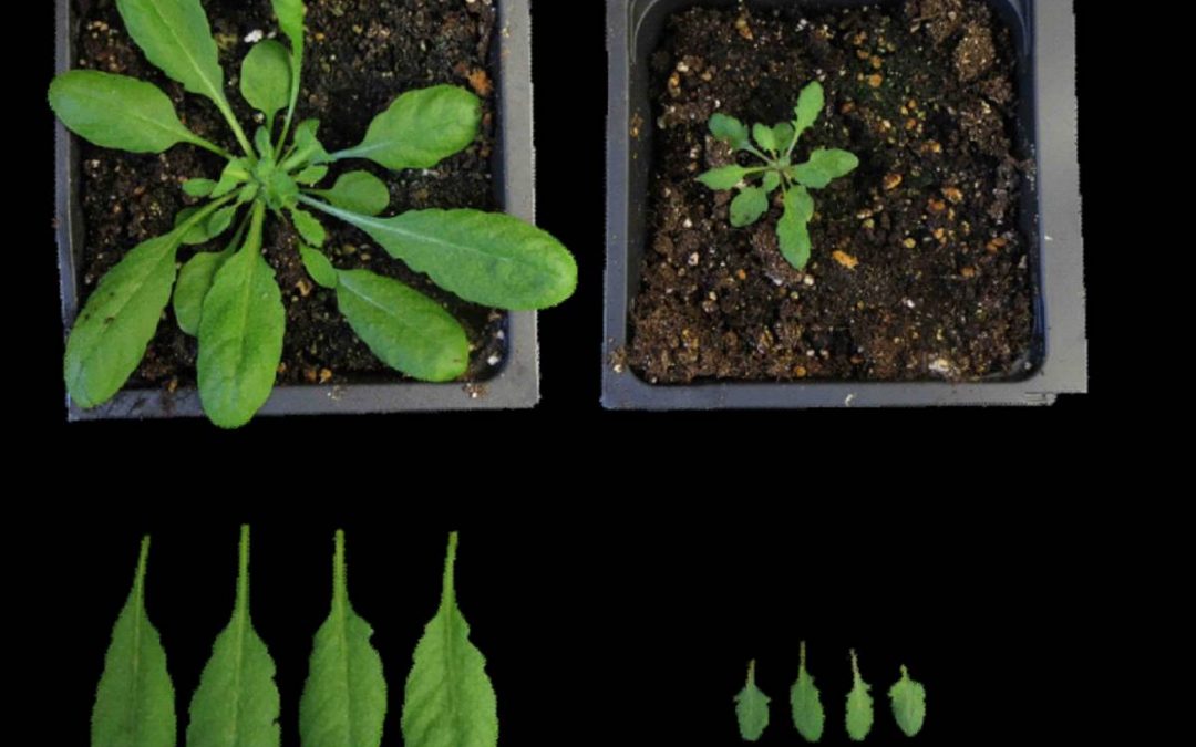 High Cholesterol Is Good News – in Plants