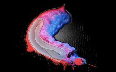 Microscopic Silk Cocoons May Facilitate Drug Design
