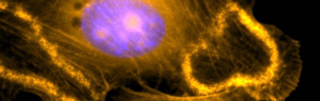 Reshaping the Surface: Wave Fronts Ruffle the Cell Membrane