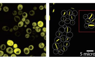 Lego Proteins Revealed