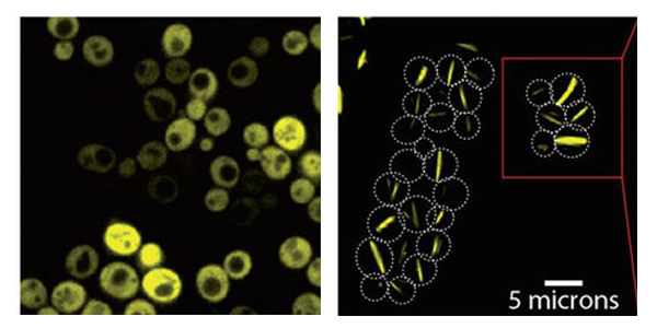 Lego Proteins Revealed