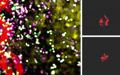 Altitude Training for Cancer-Fighting Cells