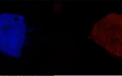How Enzymes Behave “At Home” in the Cell