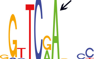 Revising the Genetic Message after It Is Sent