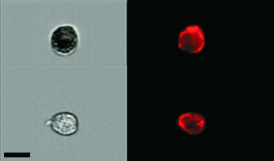 The Zombie Cell Census