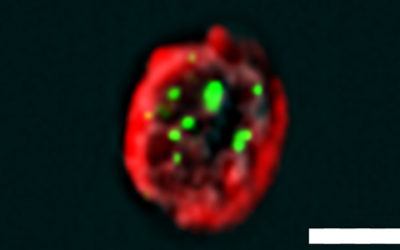 “Selfie” Cells Help Reveal Protein Secrets