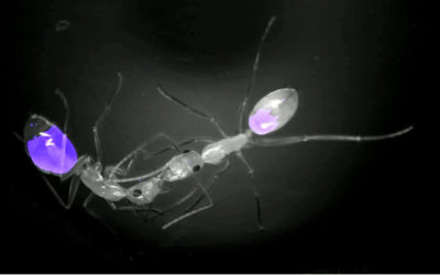 Study Reveals How Forager Ants Keep Their Colonies Well Fed