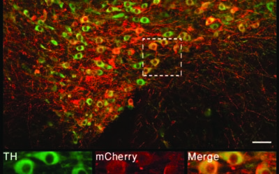 When Mickey Met Minnie: A Neural Reward Circuit Determines Sexual Preference in Mice