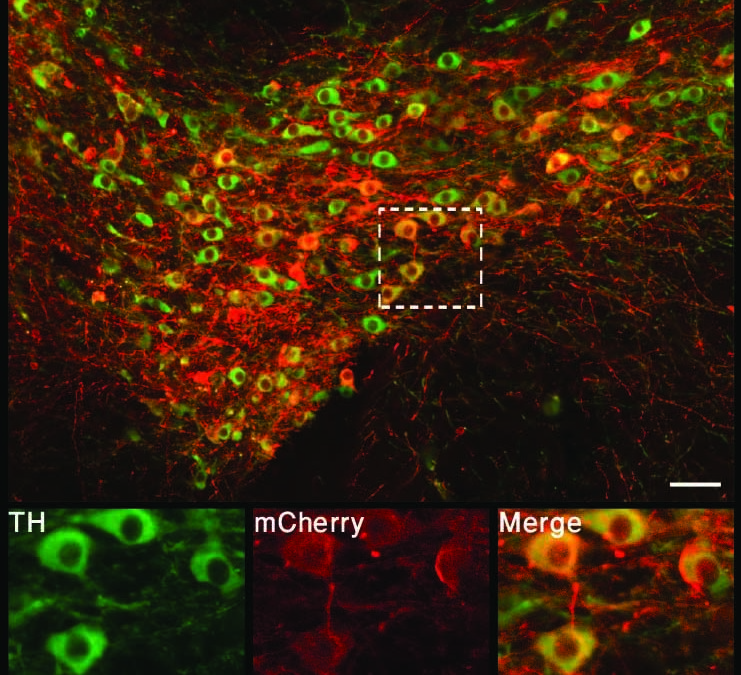 When Mickey Met Minnie: A Neural Reward Circuit Determines Sexual Preference in Mice