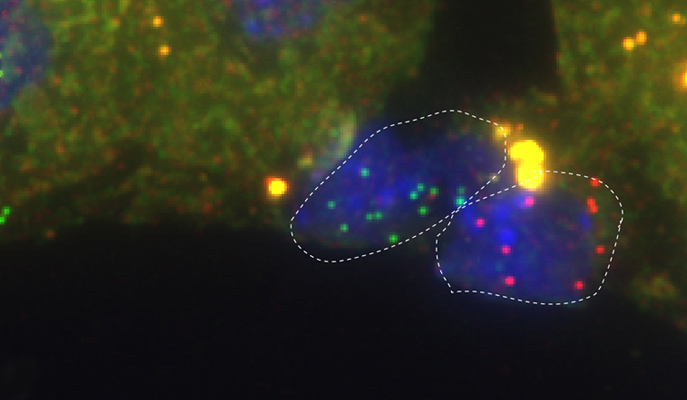 Liver Cells Give Away Their “Friends” Locations