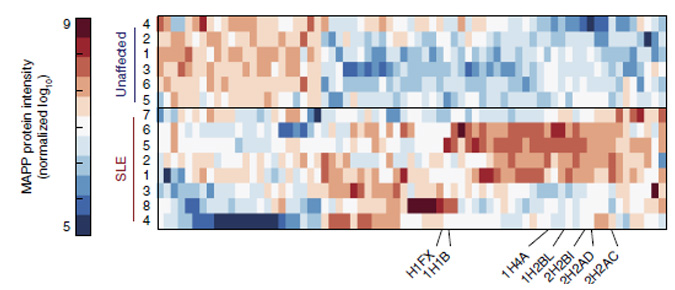 Cellular Trash Cans Reveal the Roles of Proteins in Disease