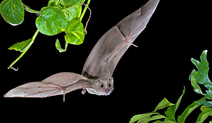 Bat Brains Forgo Rhythm when Encoding Space