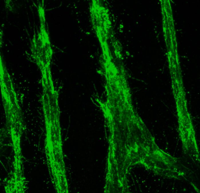 It’s a Stretch: Giving Direction to Blood Vessels