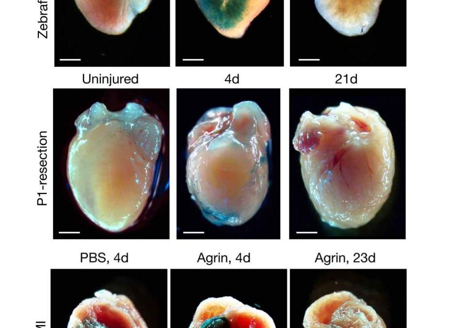 Senescent Cells Bring Life to Injured Hearts