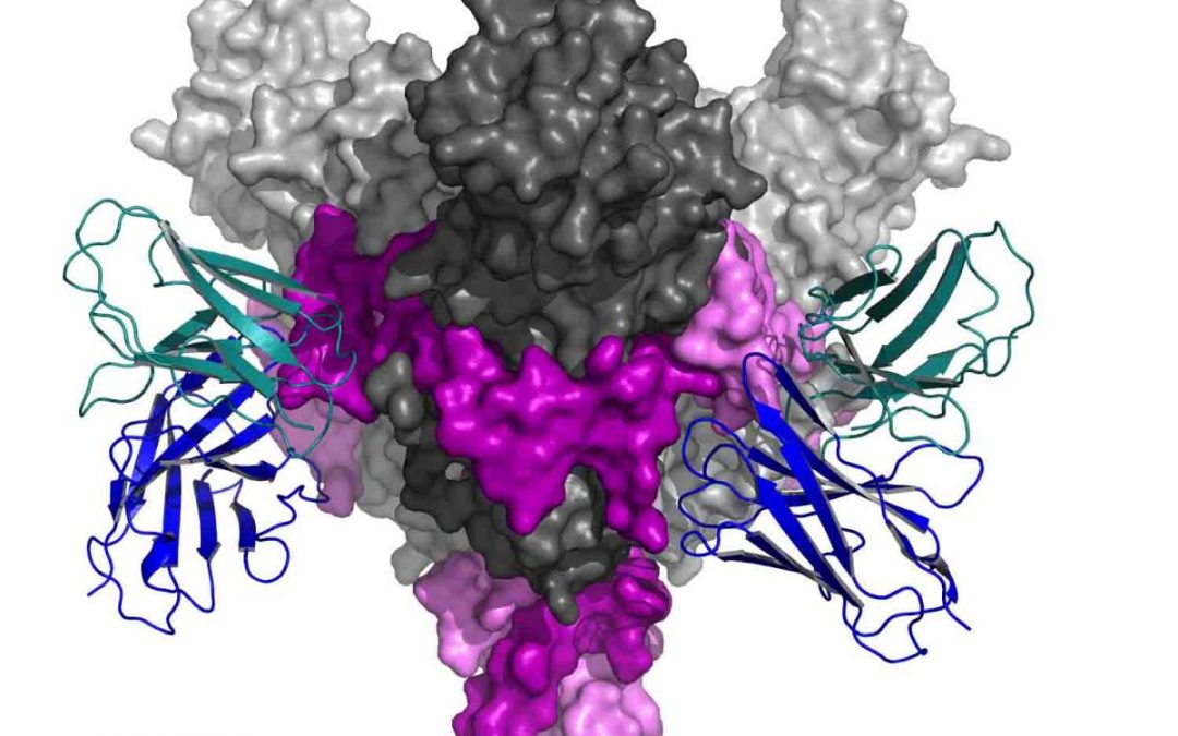 Ebola Antibodies at Work