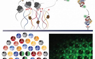 The Self-Synthesizing Ribosome