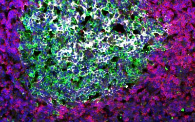 How to Neutralize the Coronavirus: Learning from the Body