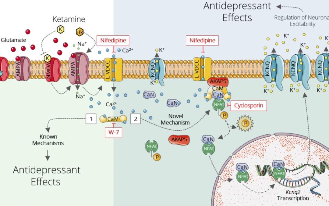 Changing the Channel: Study Sheds New Light on a Promising Antidepressant