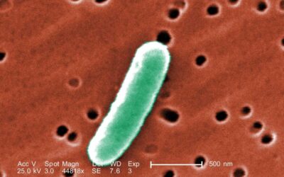A bacterial model helps reveal how our bodies prevent population explosions – and cancer